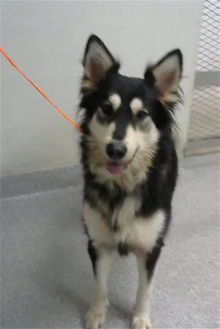 An adult large-sized female Siberian Husky dog named Violet for adoption in Pasadena, TX