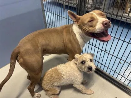 A baby medium-sized male Brown / Chocolate Pit Bull Terrier dog named 61128941 for adoption in El Paso, TX