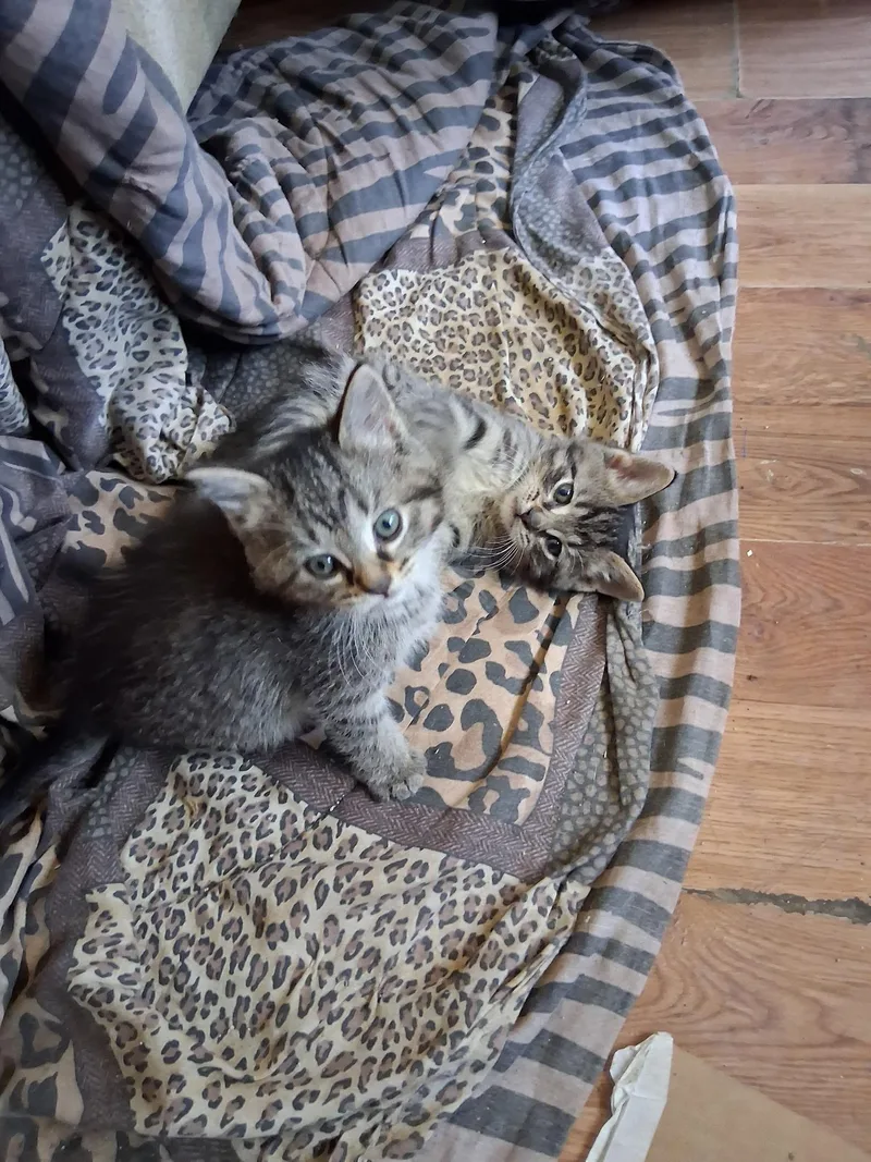 A baby small-sized female Tabby (Gray / Blue / Silver) Tabby cat named Roxie for adoption in Marlette, MI
