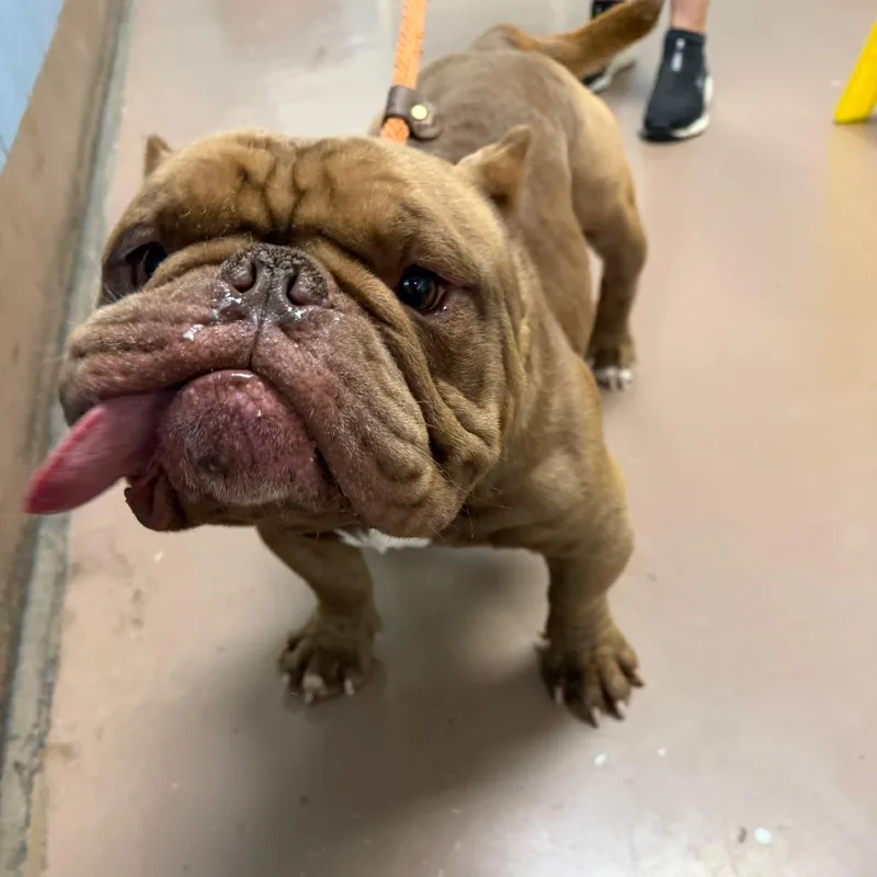 An adult medium-sized male Brown / Chocolate Mixed Breed dog named Paddington for adoption in Hinsdale, IL