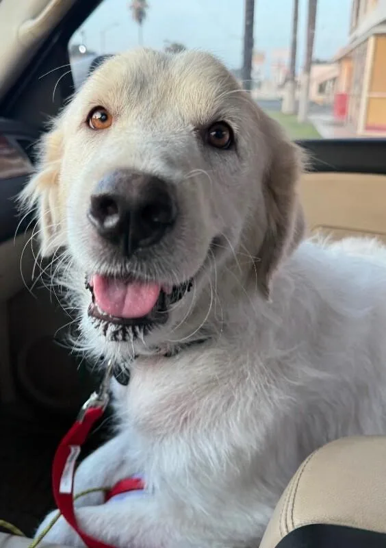 Heidi