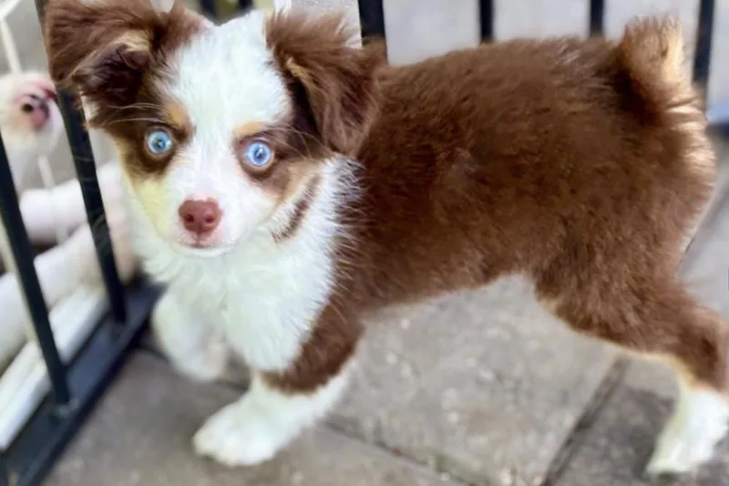 A baby small-sized female Tricolor (Brown, Black, & White) Australian Shepherd dog named Tinkerbell for adoption in Wolcott, CT