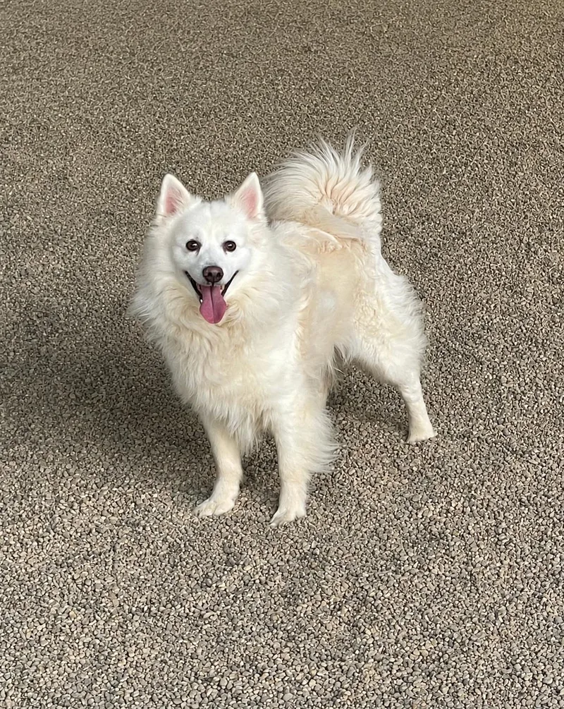 Buddy