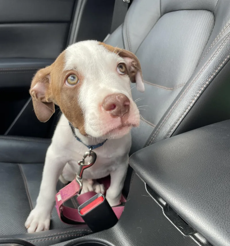 A baby medium-sized male White / Cream Pit Bull Terrier dog named Mr Beans for adoption in Houston, TX