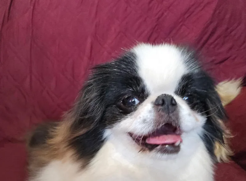 An adult small-sized female Bicolor Japanese Chin dog named Trixie for adoption in Winsted, CT