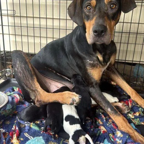 An adult large-sized female Doberman Pinscher dog named Sally for adoption in Jackson, LA