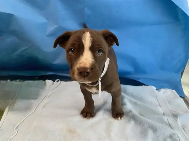 A baby small-sized male Pit Bull Terrier dog named Pudding for adoption in Lancaster, CA