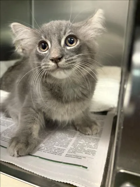 A baby small-sized female Domestic Medium Hair cat named Moxie for adoption in Los Angeles, CA