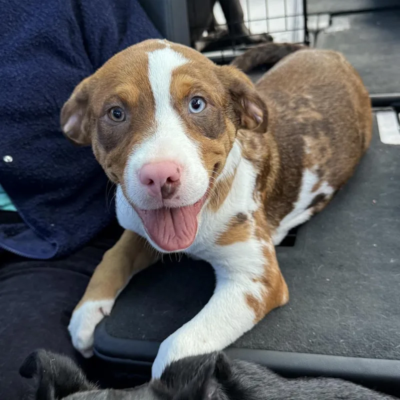A baby small-sized female Yellow / Tan / Blond / Fawn Mixed Breed dog named Ceresi for adoption in Aberdeen, NC