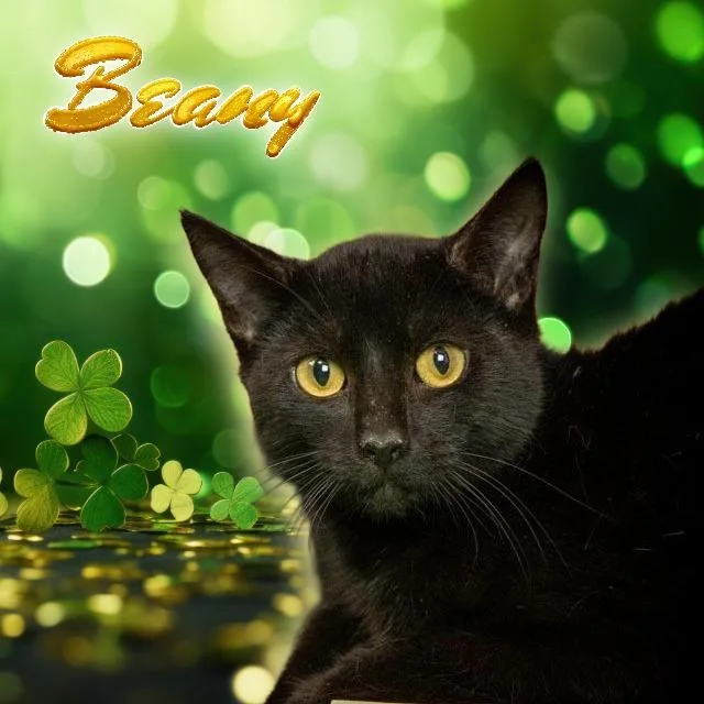 An adult medium-sized male Black Domestic Short Hair cat named Beany for adoption in Lapeer, MI