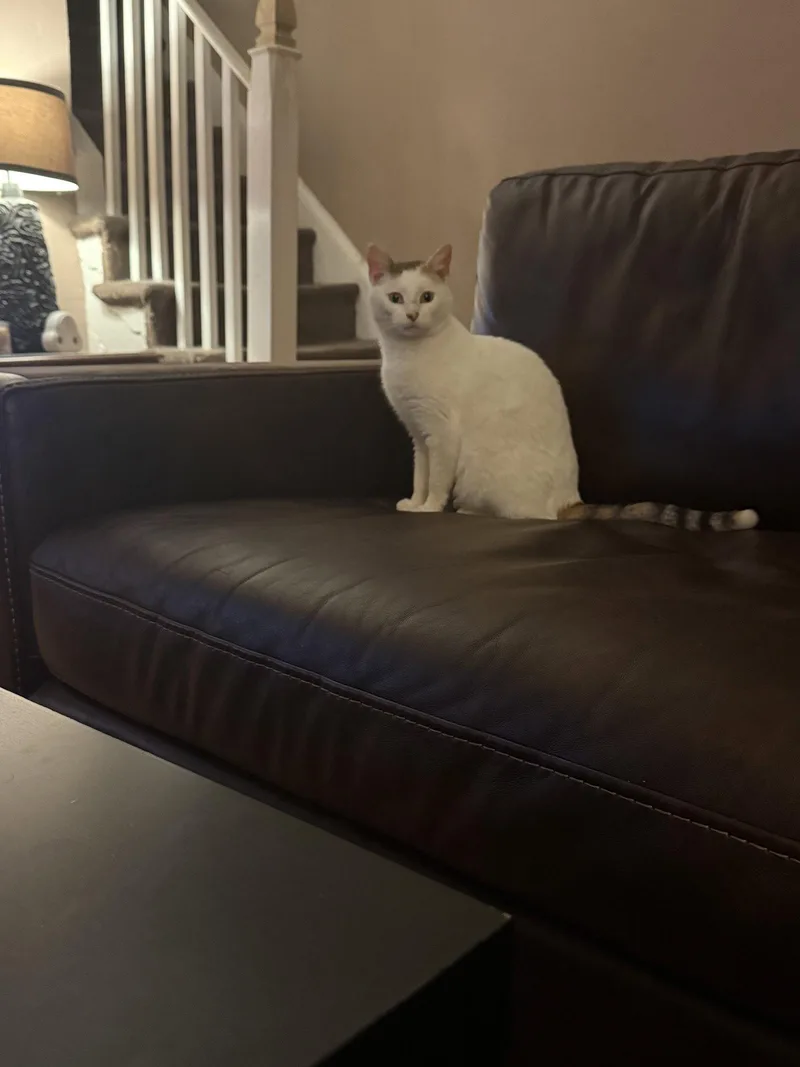 A young small-sized female Domestic Short Hair cat named Matilda for adoption in Newtown Square, PA