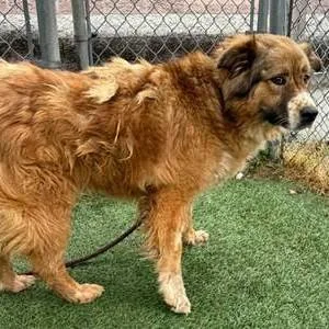 An adult medium-sized female Tricolor (Brown, Black, & White) Retriever dog named Lantern for adoption in Columbia, SC