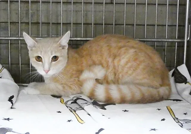 A young small-sized male Domestic Short Hair cat named Julio for adoption in Gardena, CA