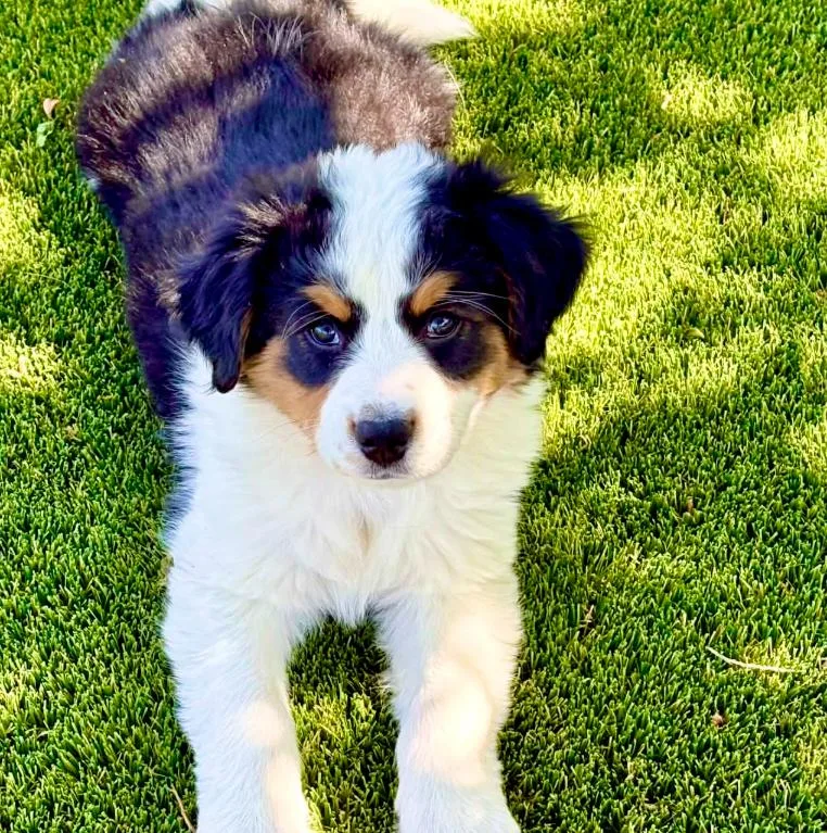 A baby medium-sized male Tricolor (Brown, Black, & White) Australian Cattle Dog / Blue Heeler dog named Archie for adoption in Mead, CO