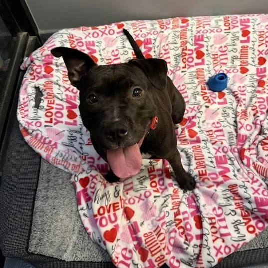 Sweetie Cm thumbnail 2