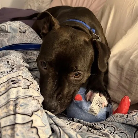 Sweetie Cm thumbnail 4