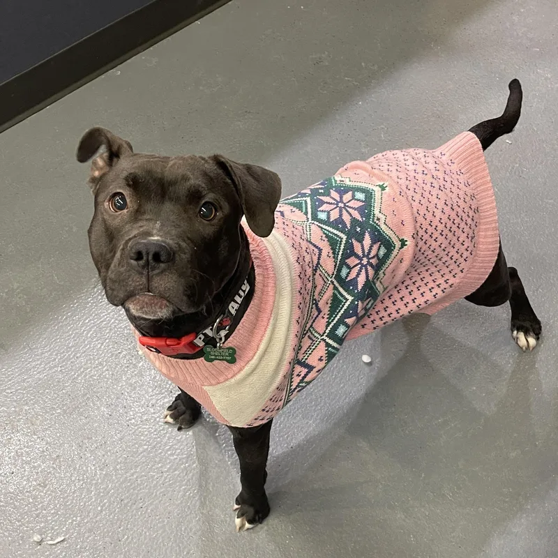 Sweetie Cm thumbnail 5