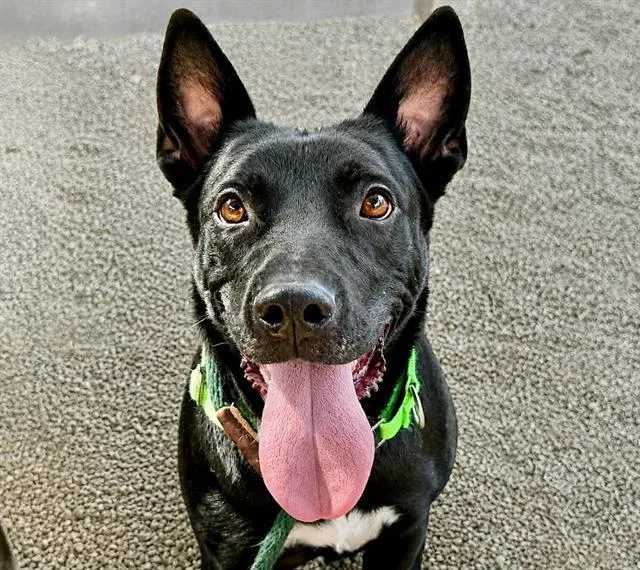 A young medium-sized male Cardigan Welsh Corgi dog named Sibori for adoption in Tucson, AZ