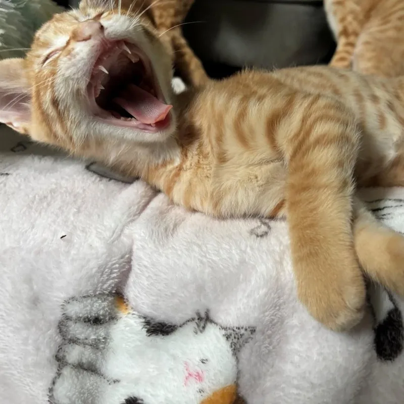 A baby small-sized male Tabby (Orange / Red) Domestic Short Hair cat named Carl Miehe for adoption in Morrison, CO