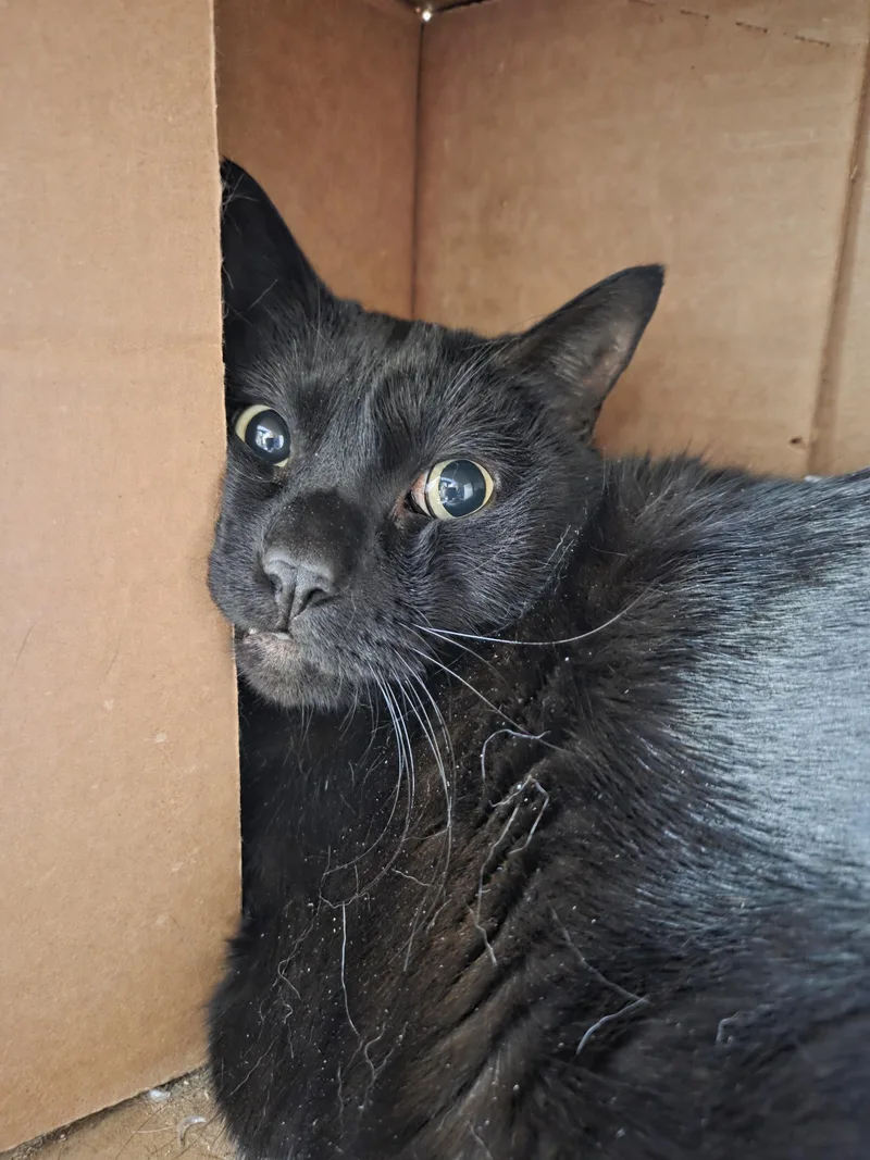 An adult large-sized male Black Domestic Short Hair cat named Bambu for adoption in Mansfield Center, CT