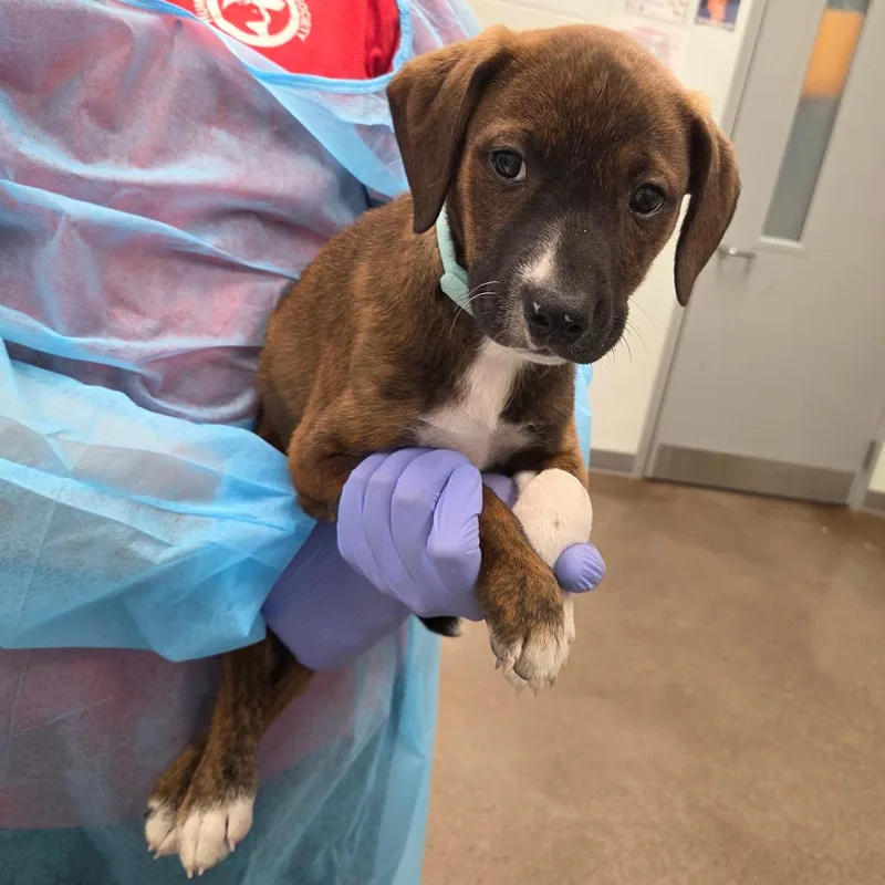 A baby small-sized male Brindle Hound dog named Langdon for adoption in Chattanooga, TN