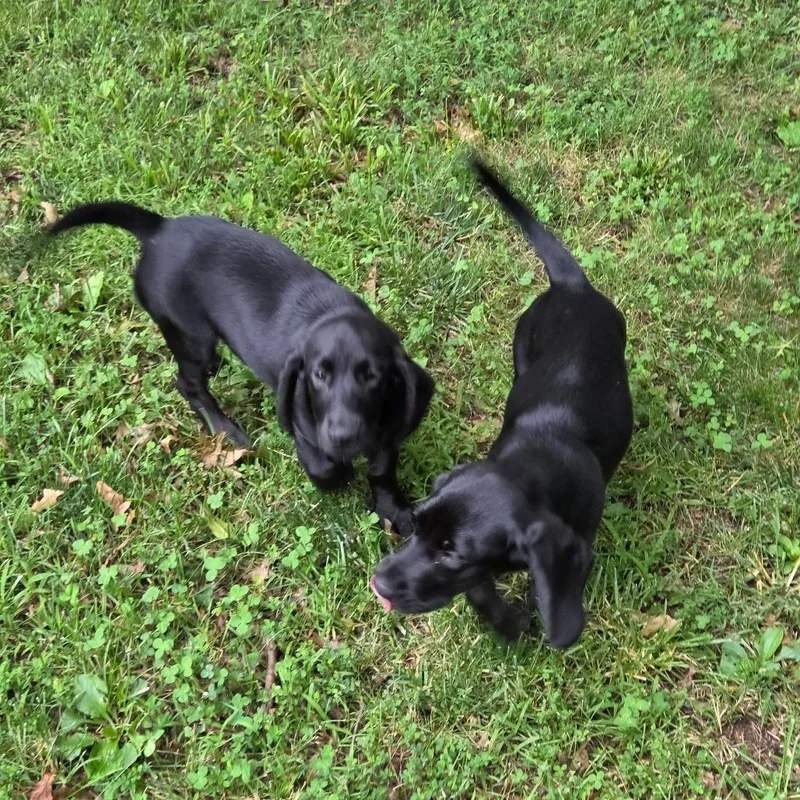 A baby small-sized female Black Basset Hound dog named Abilene for adoption in Breese, IL