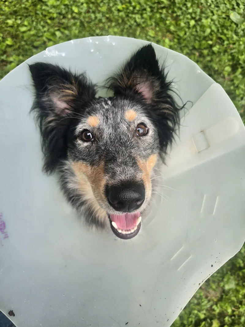 An adult medium-sized female Merle (Blue) Australian Shepherd dog named Evelyn for adoption in Athens, NY