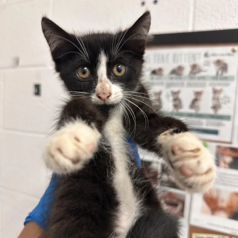 A baby small-sized female Black Domestic Short Hair cat named Zelda for adoption in Edinburg, TX