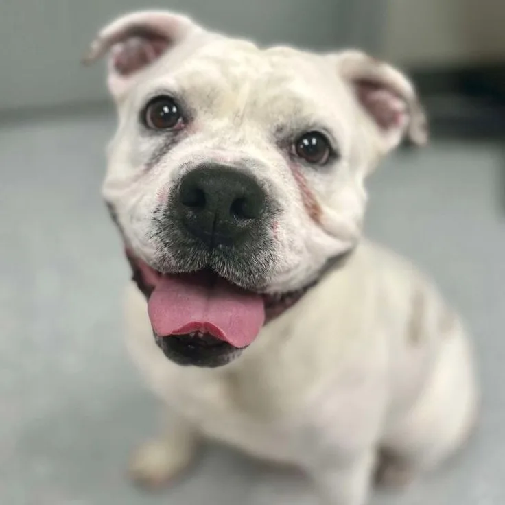 An adult large-sized female White / Cream American Bulldog dog named Baroness for adoption in New Philadelphia, OH