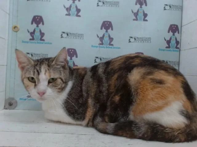 A young medium-sized female Domestic Short Hair cat named Gracie for adoption in Orlando, FL