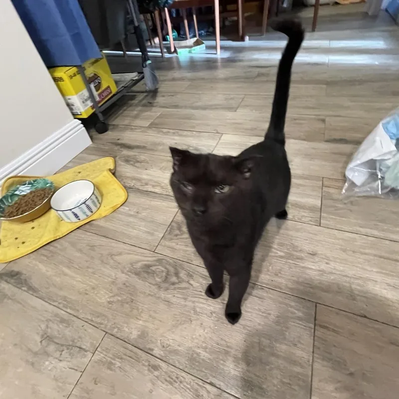 An adult medium-sized male Black Domestic Short Hair cat named Raven for adoption in Boston, MA