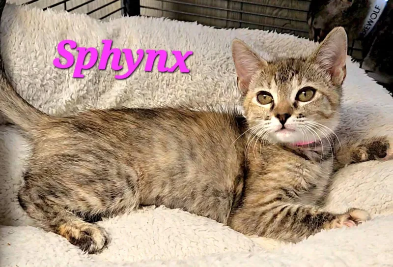 A baby medium-sized female Tortoiseshell Extra-Toes Cat / Hemingway Polydactyl cat named Sphynx for adoption in Macon, GA