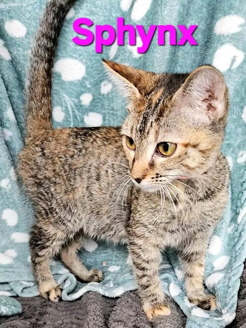 Sphynx thumbnail 2