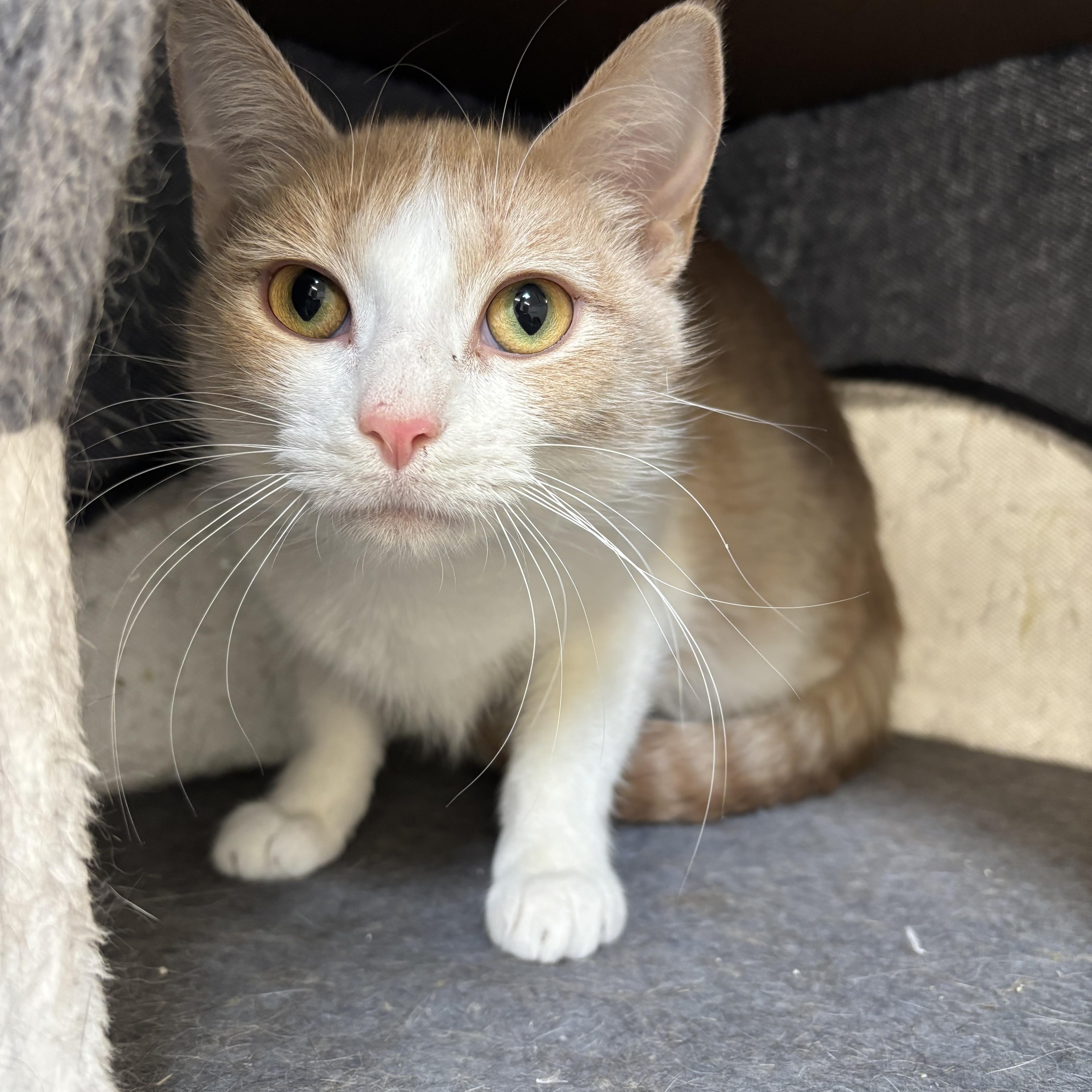 An adult medium-sized female Buff & White Domestic Short Hair cat named Esther for adoption in Richland Center, WI