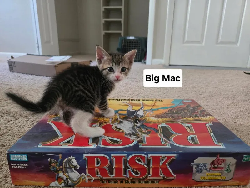 A baby medium-sized female Domestic Short Hair cat named Big Mac for adoption in Parkville, MD