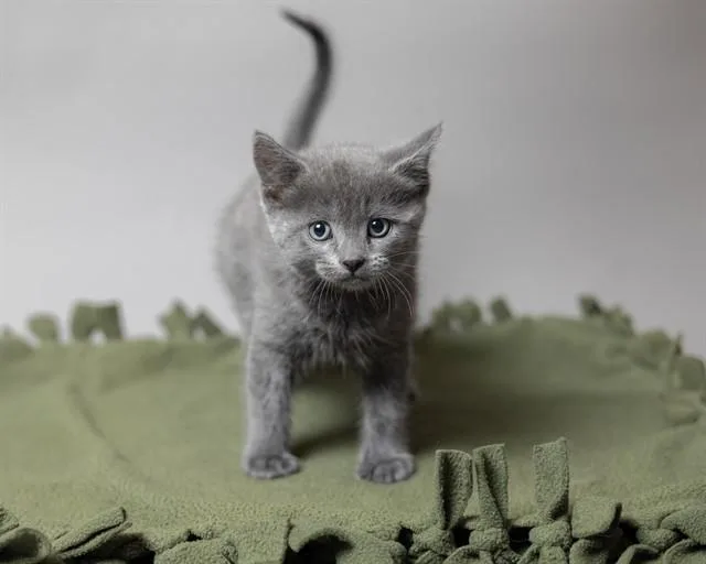 A baby small-sized female Domestic Short Hair cat named Sigourney for adoption in Ames, IA