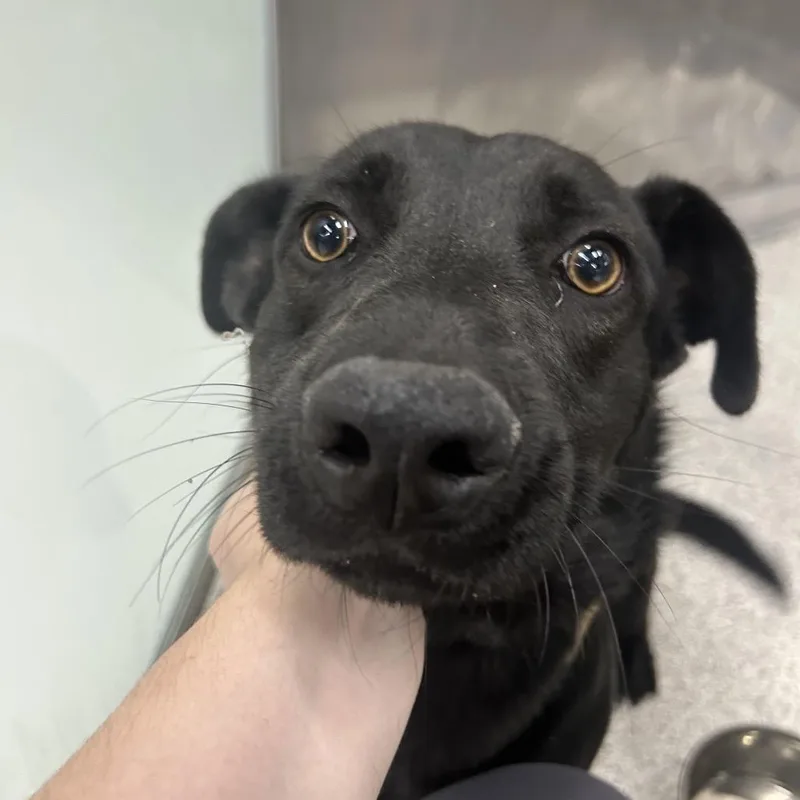 An adult medium-sized male Labrador Retriever dog named Jabarkus for adoption in Point Richmond, CA