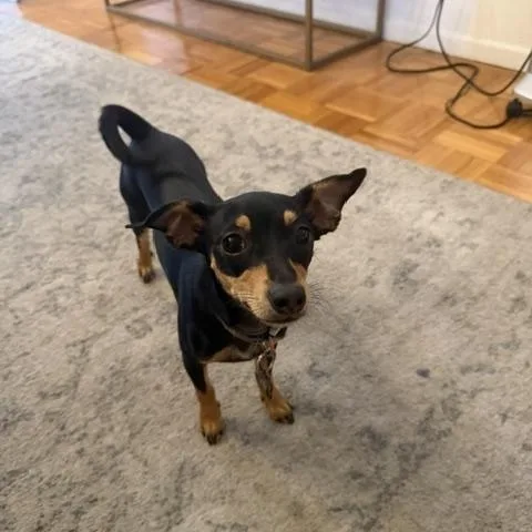 A young small-sized female Black Chihuahua dog named Camille for adoption in West Hollywood, CA
