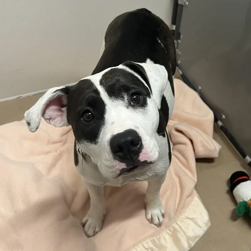 A young medium-sized female White / Cream American Bulldog dog named R Jigsaw for adoption in Port Washington, NY