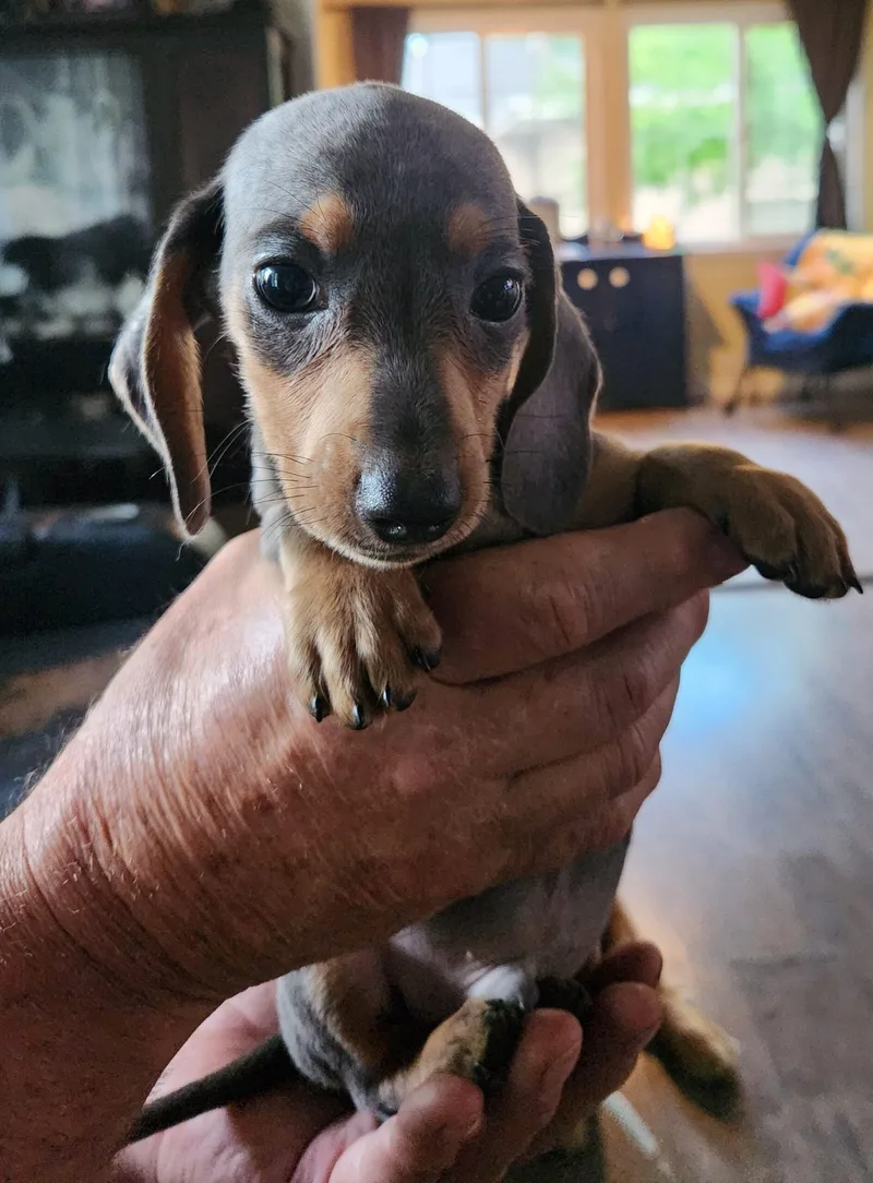 A baby small-sized male Gray / Blue / Silver Dachshund dog named Simon for adoption in Twin lakes, WI