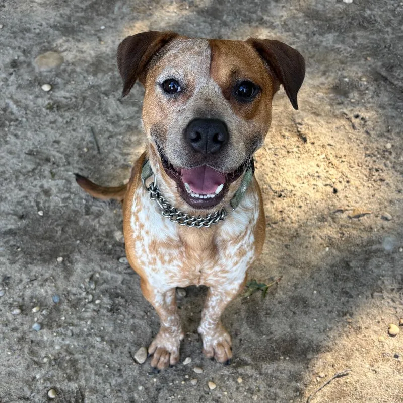 A young medium-sized male Brown / Chocolate Mixed Breed dog named Freckles for adoption in Hampton Bays, NY