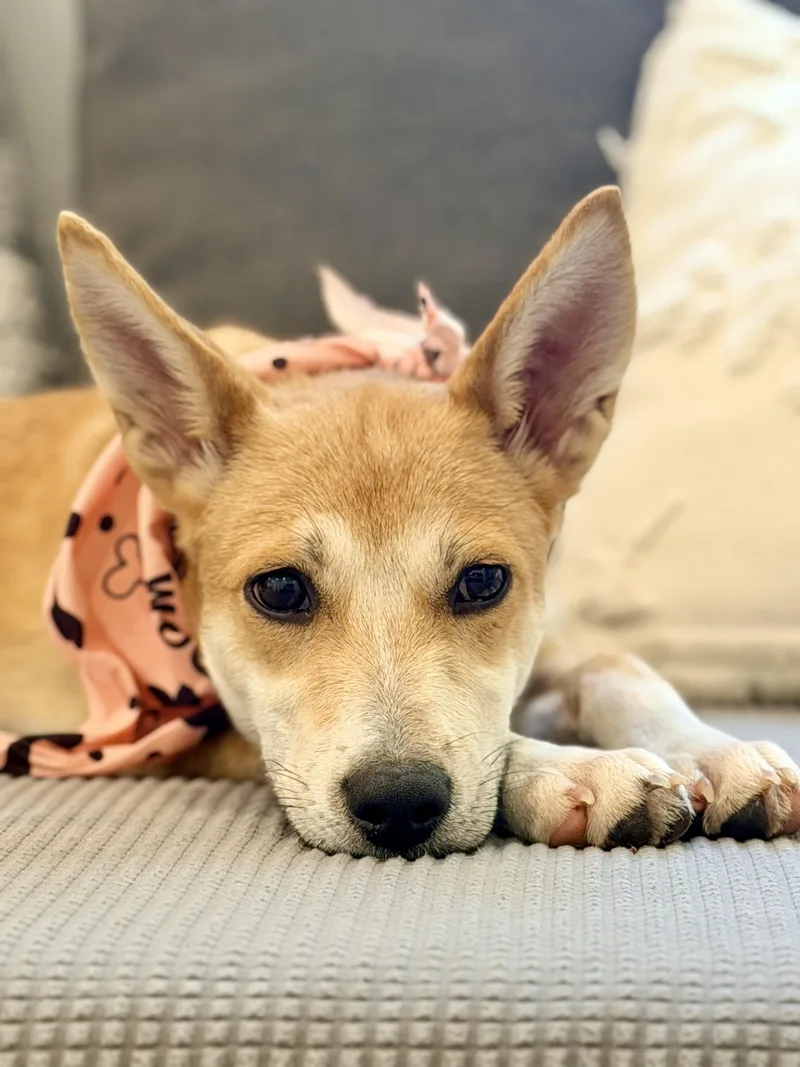 A young medium-sized female Apricot / Beige Carolina Dog dog named Holly those ears and for adoption in Lake Forest, IL