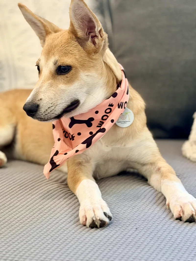 Holly those ears and thumbnail 2