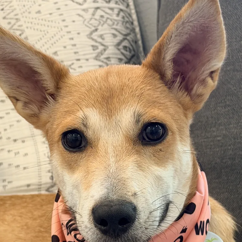 Holly those ears and thumbnail 3