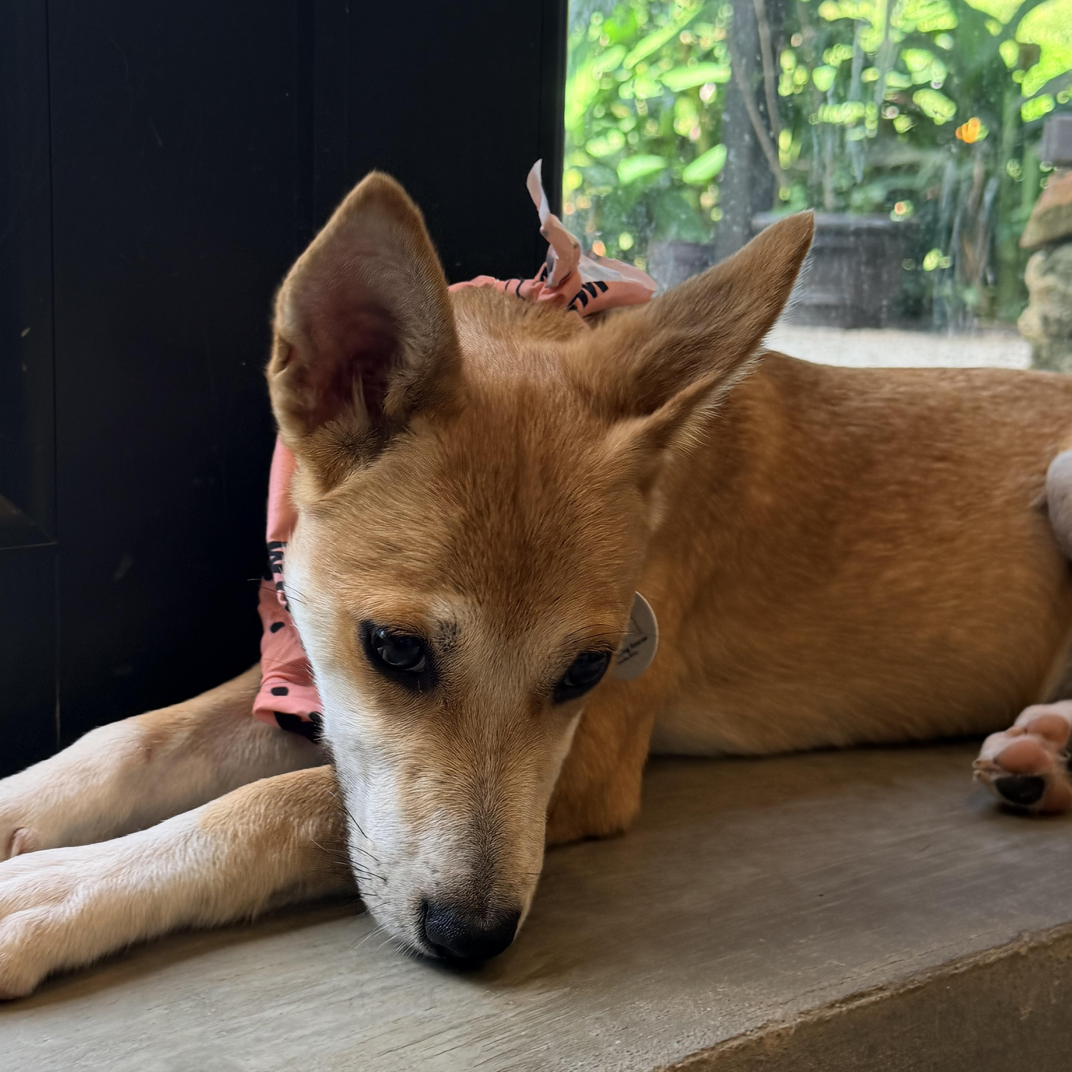 Holly those ears and thumbnail 4