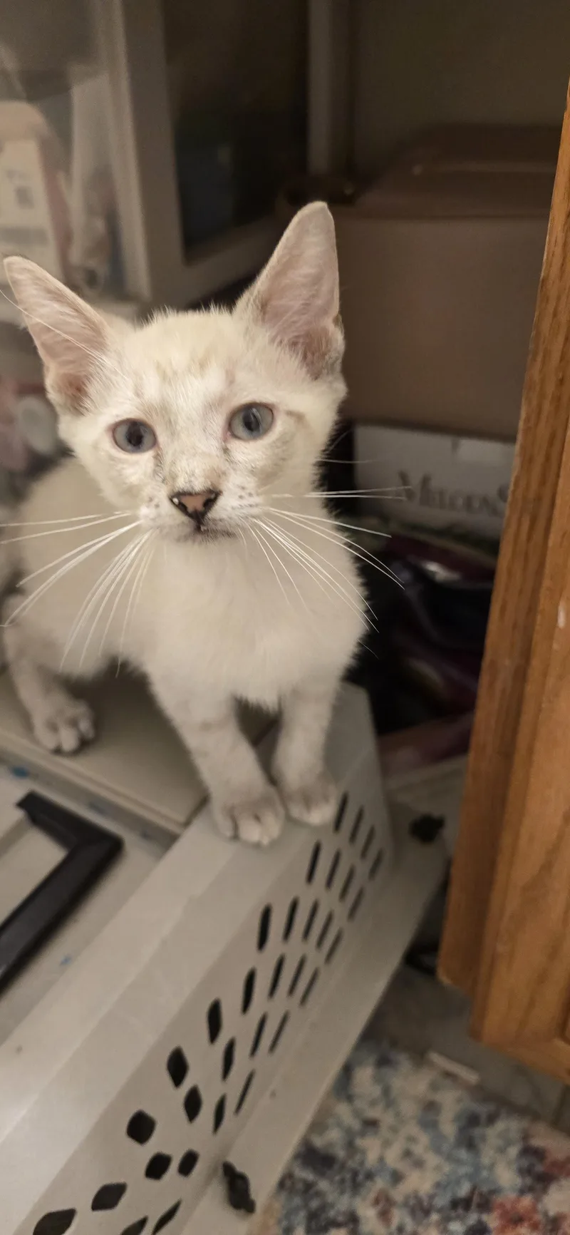 A baby medium-sized female Cream / Ivory Siamese cat named Cillian ORT for adoption in Missouri City, TX