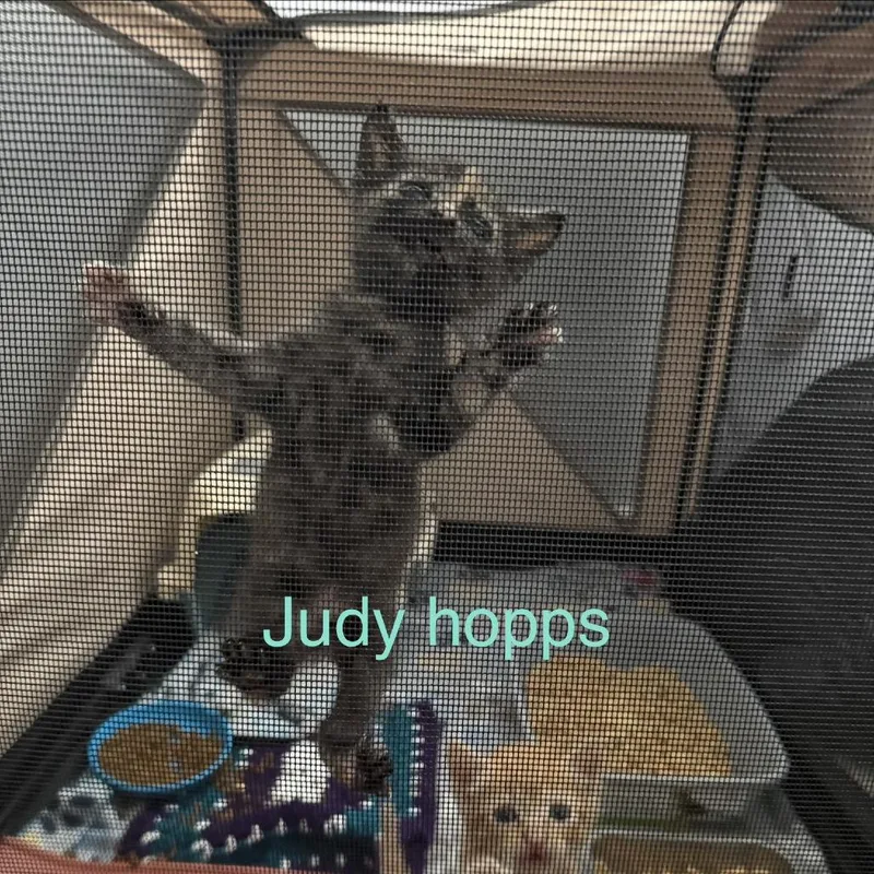 A baby small-sized female Tortoiseshell Domestic Short Hair cat named Judy Hopps for adoption in Westminster, CA