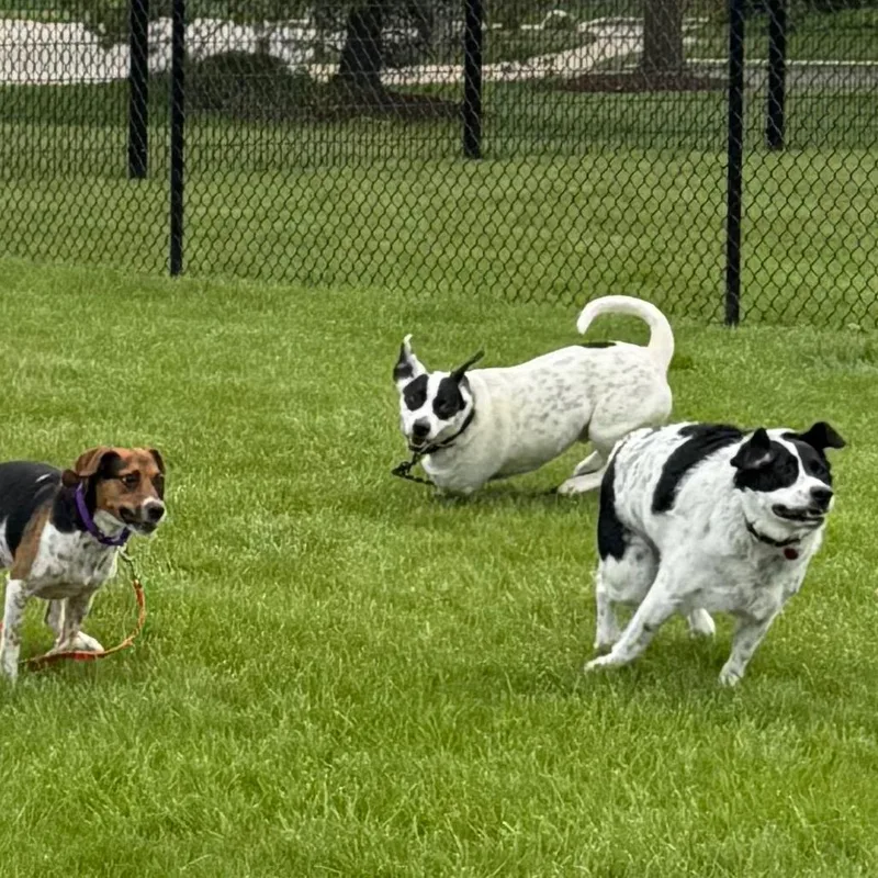 An adult medium-sized male Brown / Chocolate Beagle dog named Pepsi for adoption in Wheeling, IL
