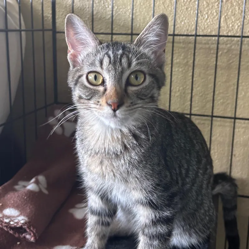 A baby small-sized male Domestic Short Hair cat named Nutmeg & Cinnamon for adoption in Springfield, MO