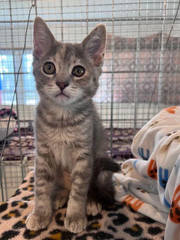 A baby small-sized female Gray / Blue / Silver Domestic Short Hair cat named Flora for adoption in McPherson, KS